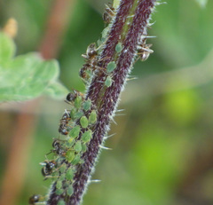 Aphis urticata