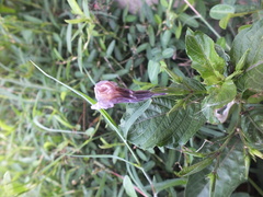 Ruellia tuberosa