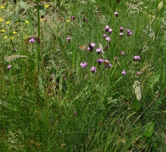 Thymelicus sylvestris
