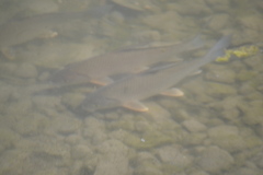 Carpiodes cyprinus