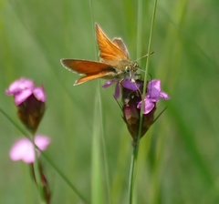 Thymelicus sylvestris
