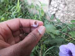 Ruellia tuberosa