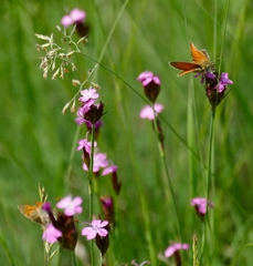 Thymelicus sylvestris