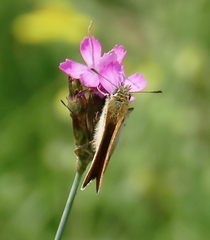 Thymelicus sylvestris