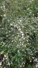 Crambe hispanica