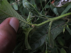 Thomisidae