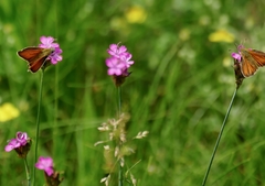 Thymelicus sylvestris