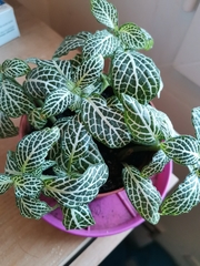 Fittonia