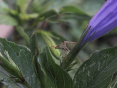 Euschistus