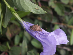 Euschistus