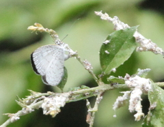 Spalgis lemolea lemolea