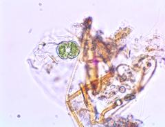 Cosmarium undulatum