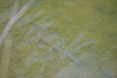 Carpiodes cyprinus