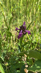 Betonica officinalis