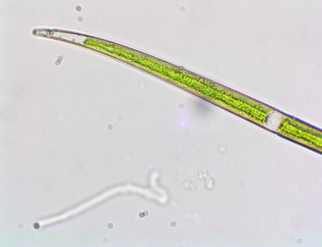 Closterium gracile