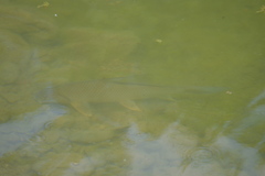 Carpiodes cyprinus