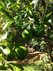 Citrus deliciosa