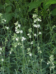 Silene repens