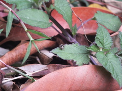 Anasaitis canosa