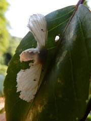 Penicillifera apicalis