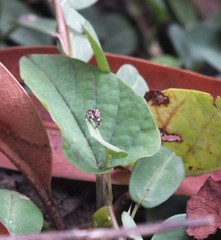 Anasaitis canosa