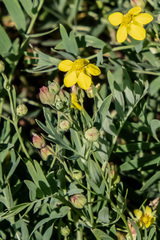Sibbaldianthe orientalis