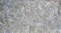 Anoplolepis gracilipes