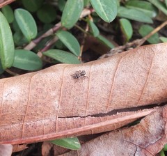 Anasaitis canosa