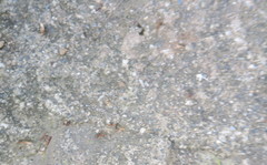 Anoplolepis gracilipes