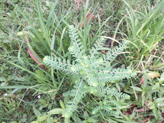 Phyllanthus