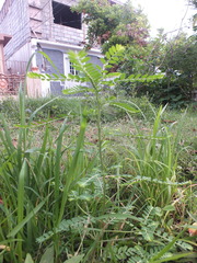 Phyllanthus