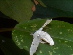 Penicillifera apicalis