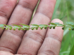 Phyllanthus