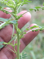 Phyllanthus