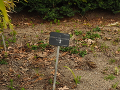 Geranium wallichianum