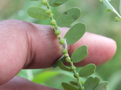 Coccoidea