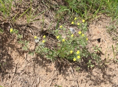 Potentilla argentea