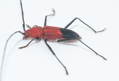 Heterops dimidiatus