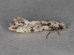 Nemapogon granella