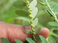 Coccoidea