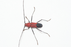 Heterops dimidiatus