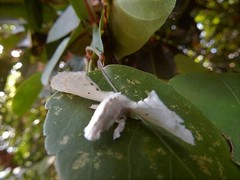 Penicillifera apicalis