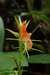 Cryptostylis arachnites
