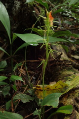 Cryptostylis arachnites