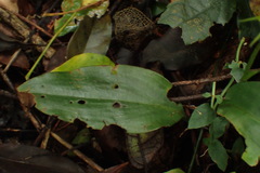 Cryptostylis arachnites