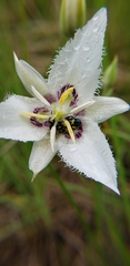 Calochortus lyallii