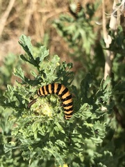 Tyria jacobaeae