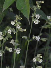 Silene repens