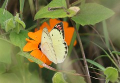 Colotis hetaera ankolensis
