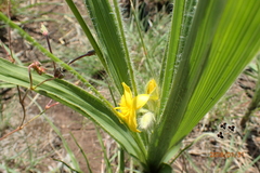 Hypoxis obtusa